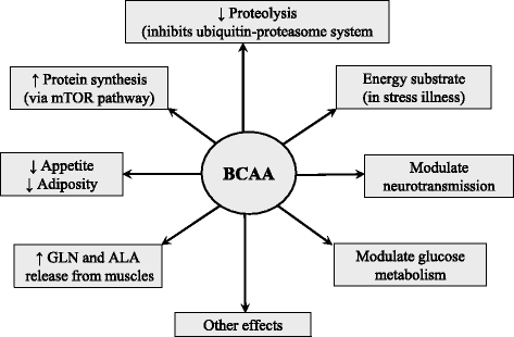 BCAAs vs. Protein - supposed effect of BCAA supplementation