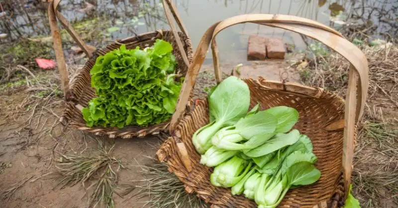 Benefits of Bok Choy Juice - bok choy in a basket in a field